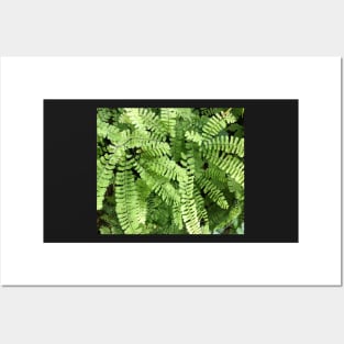 Spiraling Green Ferns in the Rain Posters and Art